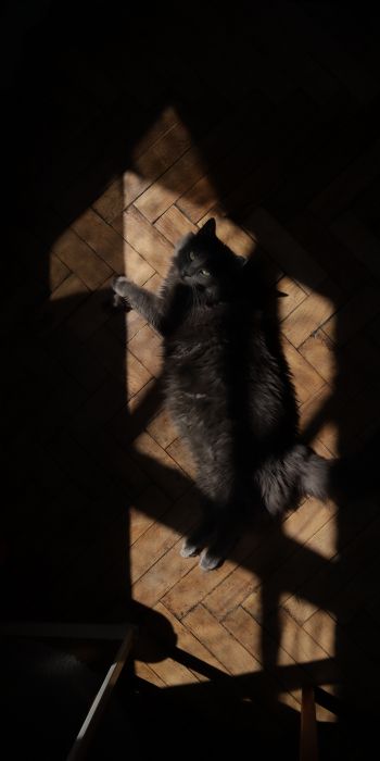 cat in the sun Wallpaper 720x1440