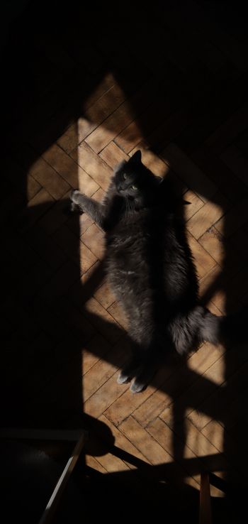 cat in the sun Wallpaper 1440x3040