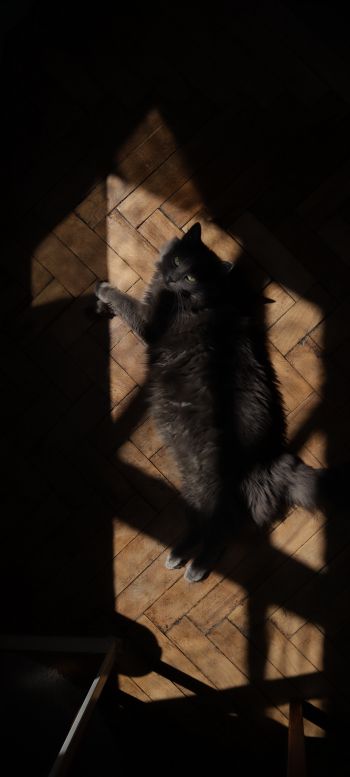 cat in the sun Wallpaper 1080x2400
