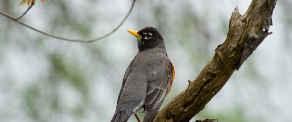 gray bird, of nature Wallpaper 3440x1440