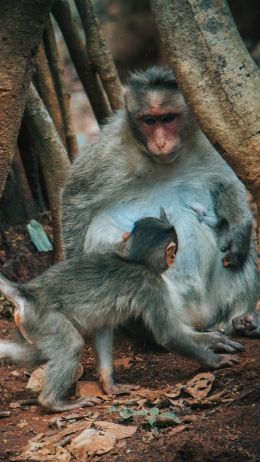 monkey, mom and baby Wallpaper 2160x3840