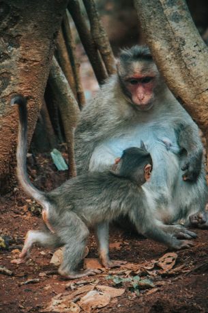 monkey, mom and baby Wallpaper 2694x4041