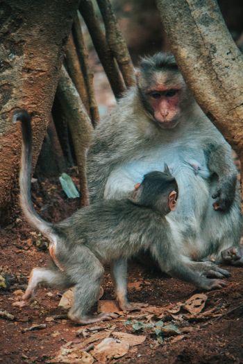 monkey, mom and baby Wallpaper 640x960