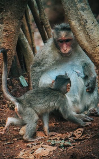 monkey, mom and baby Wallpaper 800x1280