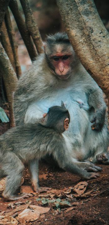 Обои 1080x2220 обезьяна, мама и малыш