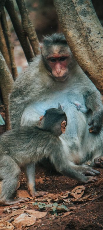 monkey, mom and baby Wallpaper 1080x2400