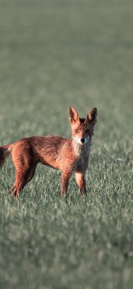 red fox, red wolf Wallpaper 1080x2340
