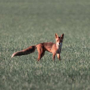 red fox, red wolf Wallpaper 2500x2500