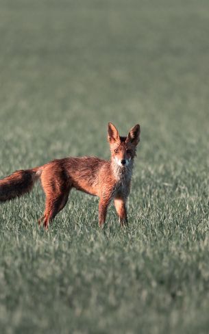red fox, red wolf Wallpaper 800x1280