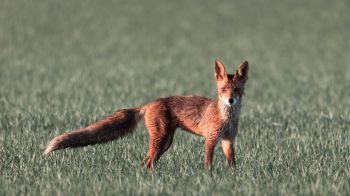 red fox, red wolf Wallpaper 1280x720