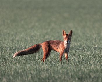 red fox, red wolf Wallpaper 1280x1024