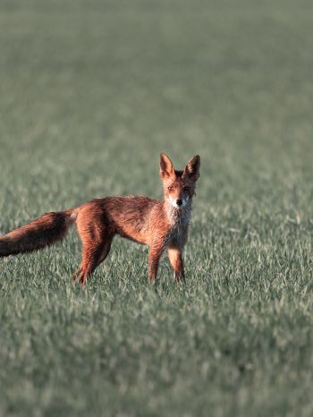red fox, red wolf Wallpaper 1668x2224