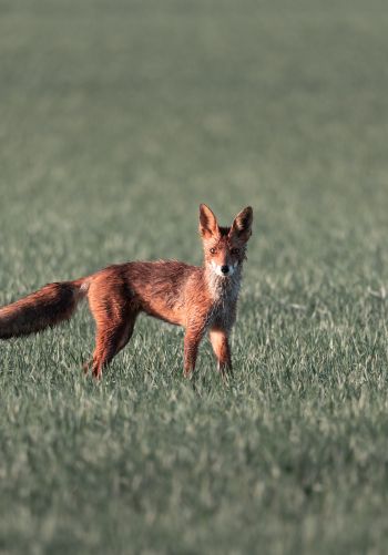 red fox, red wolf Wallpaper 1668x2388