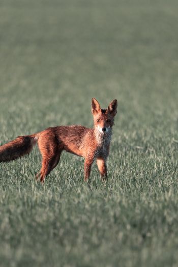 red fox, red wolf Wallpaper 640x960