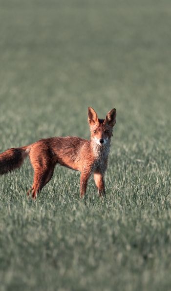 red fox, red wolf Wallpaper 600x1024