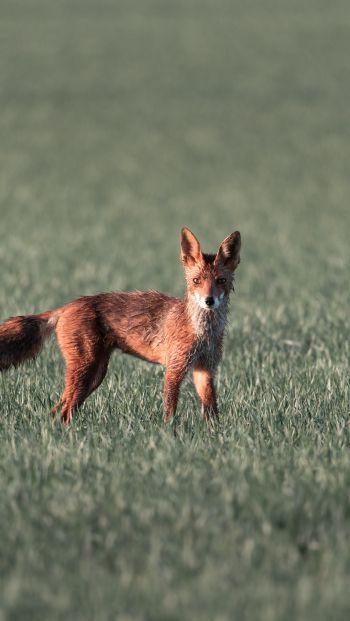 red fox, red wolf Wallpaper 640x1136