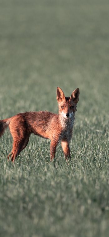 red fox, red wolf Wallpaper 1080x2340