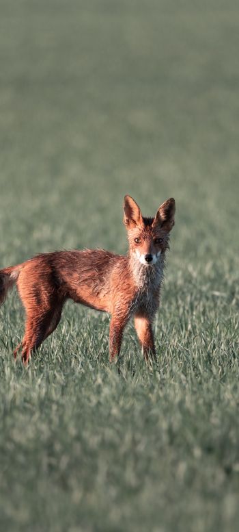 red fox, red wolf Wallpaper 1080x2400