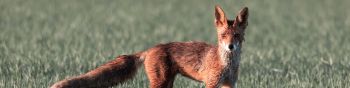 red fox, red wolf Wallpaper 1590x400