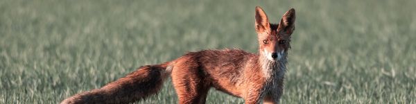 Обои 1590x400 рыжая лиса, красный волк