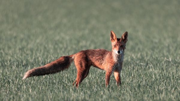 red fox, red wolf Wallpaper 1366x768