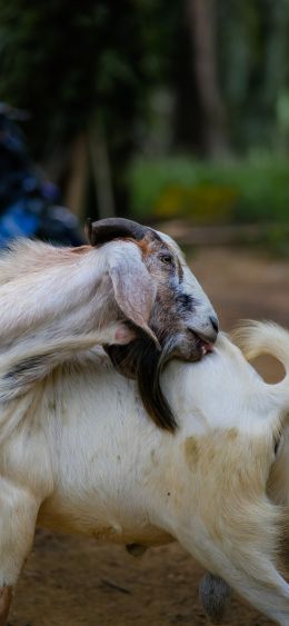 goat, pet Wallpaper 1080x2340
