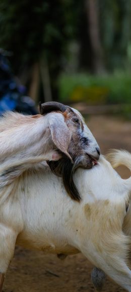 goat, pet Wallpaper 1440x3200