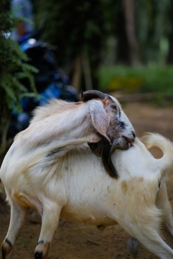 goat, pet Wallpaper 640x960