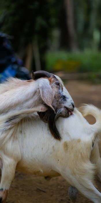 goat, pet Wallpaper 720x1440