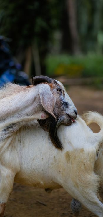 goat, pet Wallpaper 1440x3040