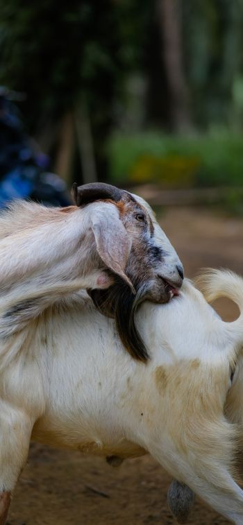 goat, pet Wallpaper 1125x2436