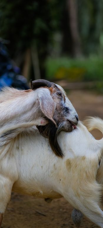 goat, pet Wallpaper 1080x2400