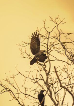 tree, birds Wallpaper 1640x2360