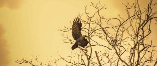 tree, birds Wallpaper 2560x1080