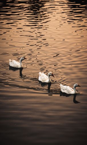 ducks, waterfowl Wallpaper 1200x2000