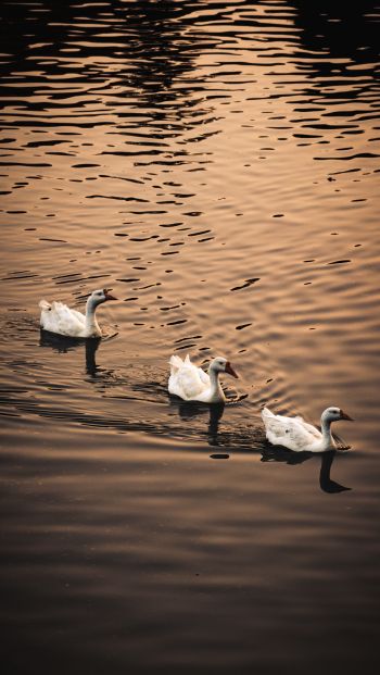 ducks, waterfowl Wallpaper 640x1136