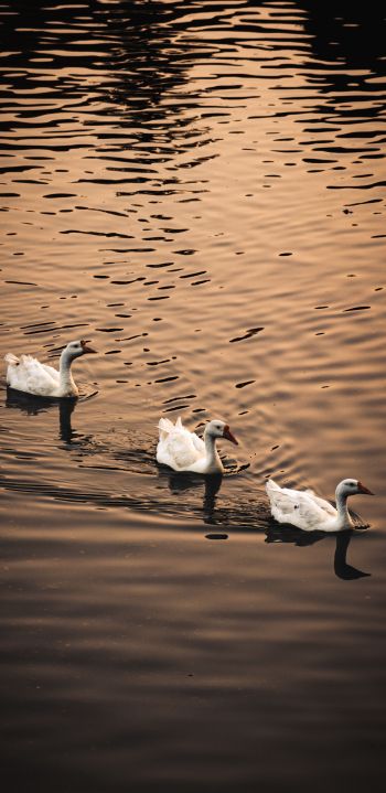 ducks, waterfowl Wallpaper 1080x2220