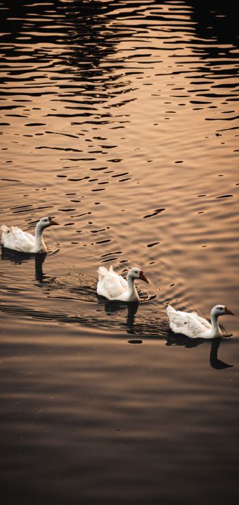 ducks, waterfowl Wallpaper 720x1520