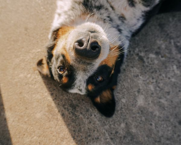 dog, man's friend Wallpaper 1280x1024