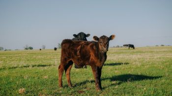 calves, in the pasture Wallpaper 1920x1080