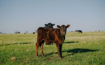 calves, in the pasture Wallpaper 2560x1600