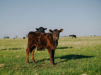calves, in the pasture Wallpaper 800x600