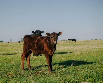 calves, in the pasture Wallpaper 1280x1024