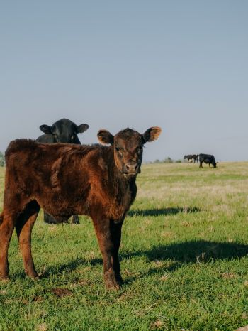 calves, in the pasture Wallpaper 1620x2160