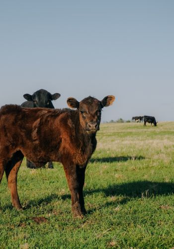 calves, in the pasture Wallpaper 1668x2388