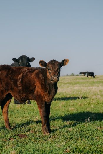 calves, in the pasture Wallpaper 640x960