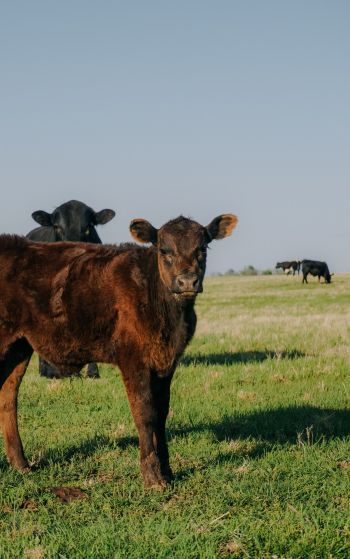 calves, in the pasture Wallpaper 1752x2800