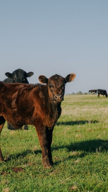 calves, in the pasture Wallpaper 640x1136