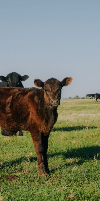 calves, in the pasture Wallpaper 720x1440