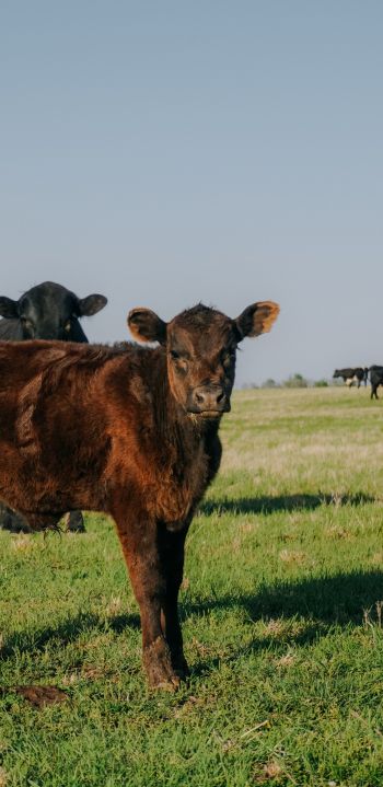 calves, in the pasture Wallpaper 1440x2960